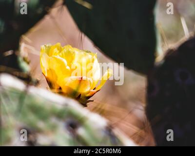 Ammira attraverso le piazzole di cactus di un fiore di cactus di pera prickly ai piedi delle colline occidentali di Four Peaks Mountain, Tonto National Forest, Arizona. Foto Stock