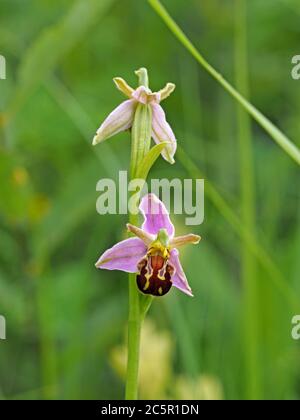 Delicati fiori gialli rosa di Bee Orchid (Ophrys apifera) su flowerspike si distinguono contro il verde umido prato nel Nord Yorkshire, Inghilterra, Regno Unito Foto Stock