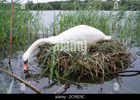 Femmina Mute Swan, Cygnus olor, su nido con cinque uova riparando nido, Brent Reservoir, noto anche come gallese arpa, Londra, Regno Unito Foto Stock