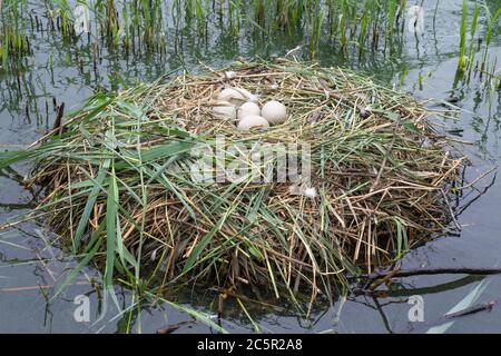 Mute Swan, Cygnus olor, nido con cinque uova, Brent Reservoir, noto anche come alpa gallese, Londra, Regno Unito Foto Stock