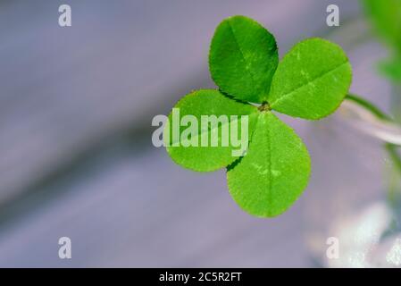 Trifoglio a quattro foglie. Quattro foglie trifoglio sfondo per buona fortuna. Primo piano del trifoglio verde. Foto Stock