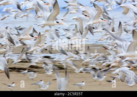 Terns su Capitola Beach, Capitola City, Santa Cruz County, California, Stati Uniti Foto Stock