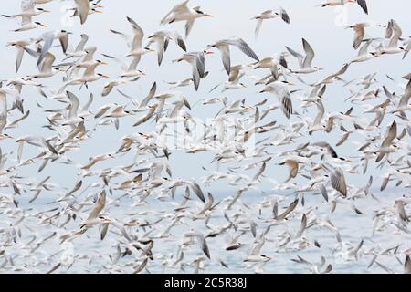 Terns su Capitola Beach, Capitola City, Santa Cruz County, California, Stati Uniti Foto Stock