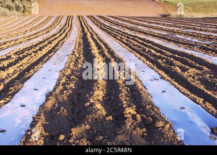 pacciamatura film su solco di campo arato composizione astratta in agricoltura siciliana Foto Stock