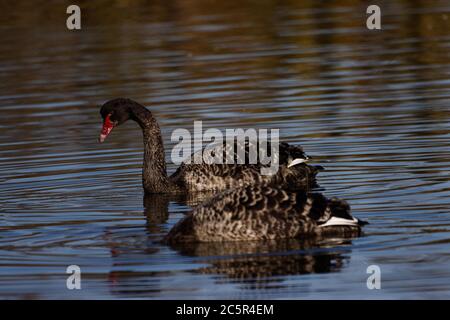 Un grande cigno nero, di solito visto galleggiare sull'acqua. Quando le ali sono sollevate, o quando si vola, sono visibili piume di volo bianche pure. Foto Stock