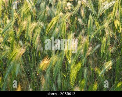 Macro di mais in un campo al sole di sera Foto Stock