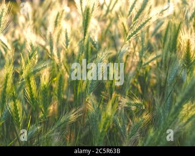 Macro di mais in un campo al sole di sera Foto Stock