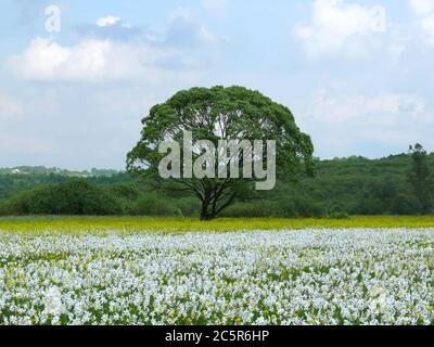 La Valle dei narcisi è un'area unica dove narcisi selvatici (narcisi selvatici) sono relict dall'età del ghiaccio. Situato vicino a Khust in Ucraina Foto Stock