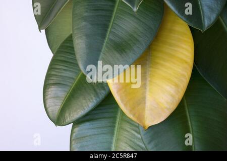 Foglia gialla appassita su gomma verde impianto ficus (Ficus elastica, gomma Assam, albero di gomma indiana), ciclo di vita delle piante domestiche Foto Stock