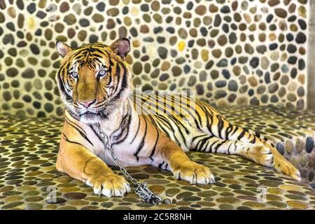 Tigre nello zoo di Pattaya, Thailandia in una giornata estiva Foto Stock