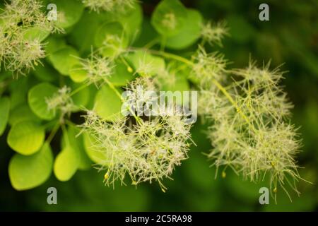 Cotinus coggygria varietà Ancot, o Golden Spirit fumo albero, una pianta fiorente nella famiglia Anacardiaceae nativo di Eurasia, anche chiamato cespuglio di fumo. Foto Stock