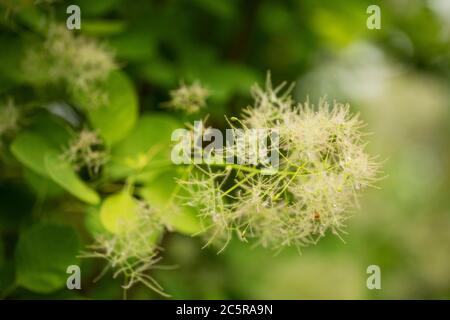 Cotinus coggygria varietà Ancot, o Golden Spirit fumo albero, una pianta fiorente nella famiglia Anacardiaceae nativo di Eurasia, anche chiamato cespuglio di fumo. Foto Stock