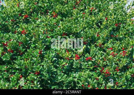 American Holly Bush (Ilex opaca) con frutti di bosco. Foto Stock