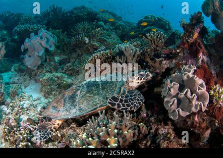 Hawksbill Turtle, Eretmochelys imbricata, Cape Kri sito di immersione, Dampier Strait, Raja Ampat, Indonesia Foto Stock