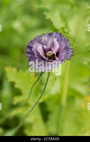 Un papavero Shirley (Papaver rhoeas) in varietà Amazing Grey, che cresce in un giardino estivo. Foto Stock