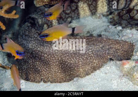 Squalo di Woobbegong, dasipogon di Eucrossorhinus, coda con scuola di cardino ringtailed, Ostorhinchus aureus, sito di immersione Sardine Reef, Dampier Foto Stock