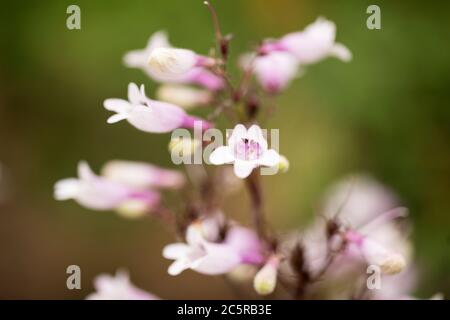 Beardtongue (Penstemon) in varietà Torri oscure, famiglia Plantaginaceae, una pianta fiorente originaria del Nord America. Foto Stock