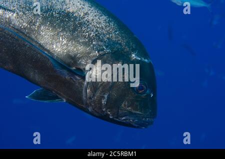 Trivally gigante, Caranx ignobilis, Antichovy sito di immersione, isola di Misool, Raja Ampat, Indonesia Foto Stock