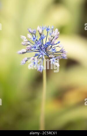 Allium Caeruleum, o cipolla ornamentale blu, fiorente in un giardino estivo. Conosciuta anche come cipolla globo blu, blu dei cieli, o aglio fiorito blu. Foto Stock
