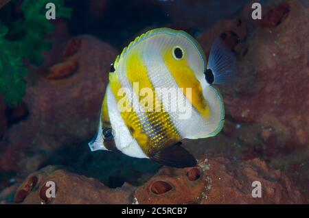 Corallano-banded, Coradion crisozonus, luogo di immersione Pinnacle di Fibacet, isola di Misool, Raja Ampat, Indonesia Foto Stock