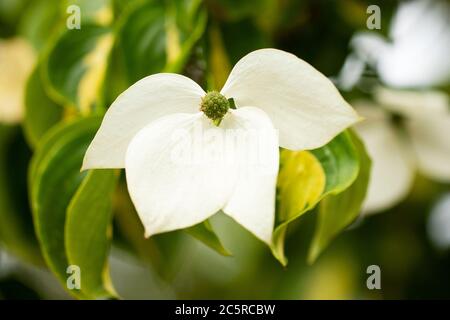 Kousa dogwood (Cornus kousa) in varietà Goldstar, nativo dell'Asia. Foto Stock