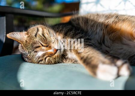 Cute sonnolento calico tabby gatto faccia animale closeup in ombra che giace su una sedia blu patio esterno nel giardino esterno Foto Stock