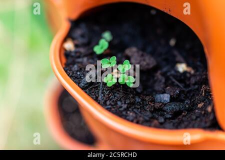 Primo piano di rucola verde piccoli germogli in giardino arancione tasca verticale di superficie contenitore con ricco macro di terreno che mostra dettagli e struttura in spri Foto Stock