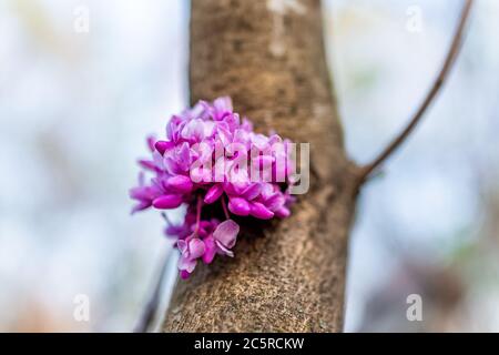 Albero orientale redbud con molti fiori viola fioritura sul tronco in primavera nel giardino cortile in Virginia con sfondo sfocato Foto Stock