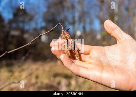 Closeup di ramo di albero di nocciolo e l'uomo che tiene asciutto catkins che tocca con mano durante l'inverno con bokeh sfondo di foresta in Virginia Foto Stock