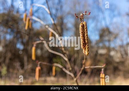 Closeup di ramo di albero di nocciolo e di cetrioli secchi appesi durante l'inverno con bokeh sfondo di foresta in Virginia Foto Stock