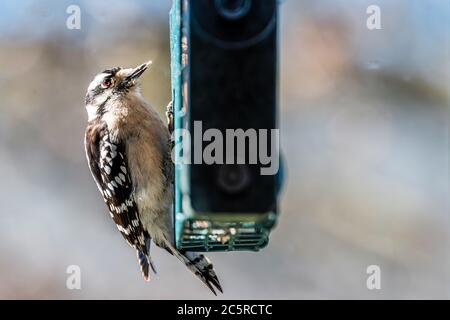 Vista finestra di Downy Woodpecker uccello animale che perching su suet torta mangiando gabbia in Virginia con sfondo sfocato Foto Stock