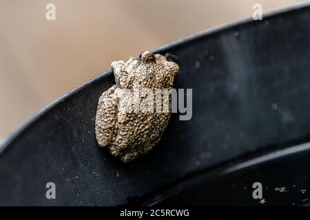 Macro di rivestimento di una rana grigia dell'albero di rana hyla versicolor sul bordo del contenitore nero del secchio che mostra la struttura della parte posteriore Foto Stock