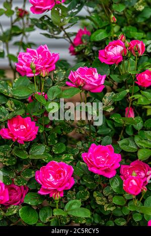 Primo piano di petali rosa rosa rose fiorenti nel giardino estivo di primavera con colori vivaci in vista verticale della Virginia Foto Stock