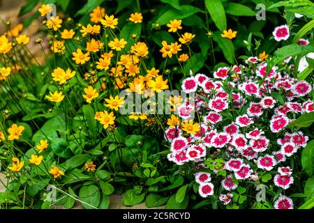 Closeup modello di molti fiori rosa rosso e bianco Dianthus e oro giallo zenzoletto in estate Virginia giardino letto Foto Stock