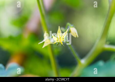 Macro primo piano di piccoli fiori di pomodoro giallo verde fioriti appesi appesi alla coltivazione di piante in giardino Foto Stock