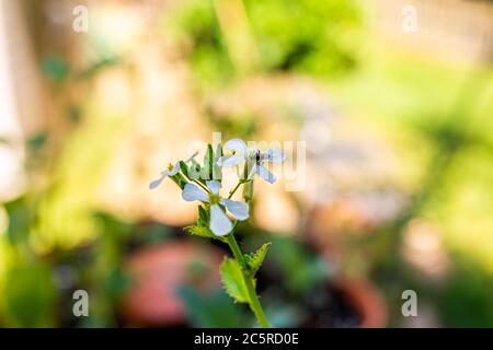 Closeup macro di fiori ravicini imbullonati bianco fiore pianta in contenitore di orto con bokeh sfondo estate e collectina di api piccole Foto Stock