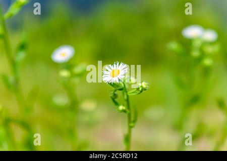 Macro di fiori bianchi margherita fleabani in estate nel Parco Nazionale di Shenandoah Blue Ridge Mountains in Virginia, Stati Uniti con bokeh blurry sfondo wildflo Foto Stock