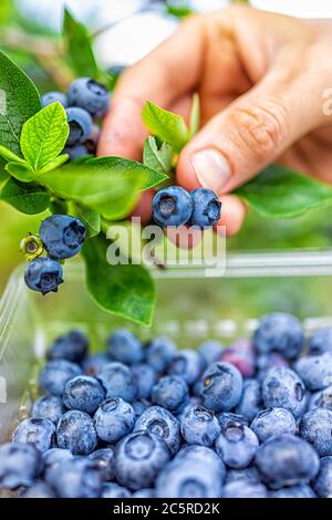 Estate giardino fattoria e uomo raccogliere frutti di bosco di mirtillo foglie mostrando contenitore scatola di mirtilli maturi raccolti macro vista Foto Stock
