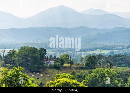 Agriturismo a Roseland, Virginia vicino Blue Ridge parkway montagne in estate con idilliaco paesaggio rurale campagna nella contea di Nelson e mucche gregge gr Foto Stock