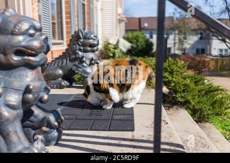 Calico gatto camminare odore tappeto porta fuori casa da statue di leoni all'ingresso della casa cittadina il giorno di sole in Virginia, Stati Uniti Foto Stock