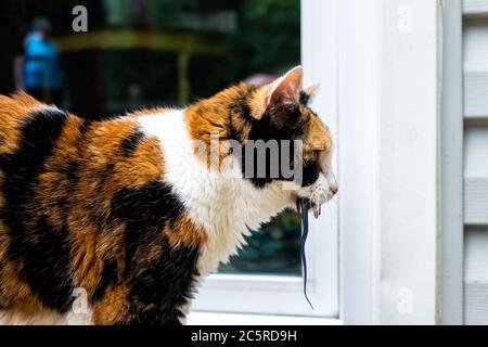 Calico gatto caccia esterno cacciatore con cattura di lucertola blu catturato in bocca in piedi dalla porta di casa chiedendo di entrare Foto Stock