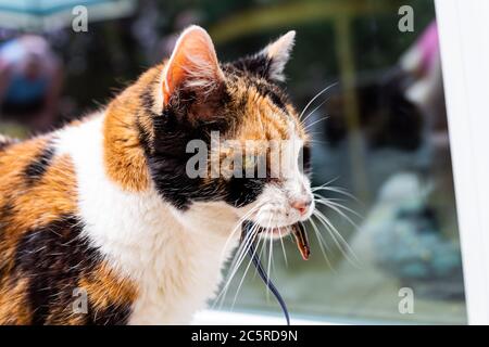 Calico gatto fuori cacciatore caccia cattura lucertola blu in bocca in piedi alla porta di casa chiedendo di entrare Foto Stock