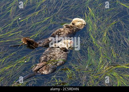 Lontre di mare che dormono in erba di mare Foto Stock