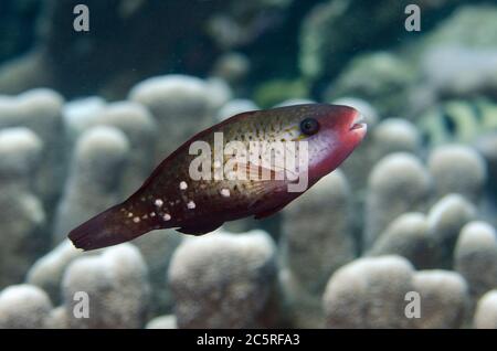 Femmina Bullethead Parrotfish, Chlorurus sordidus, Tanjung Buton sito di immersione, Hatta Island, Isole banda, Indonesia, banda Sea Foto Stock