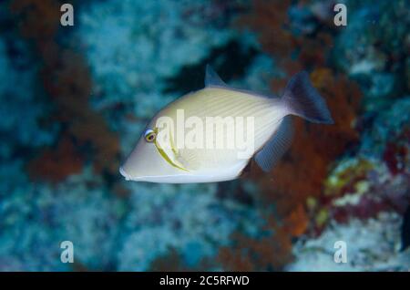 Scythe Triggerfish, Sufflamen bursa, Pohon Miring sito di immersione, banda Besar isola, banda Isole, Indonesia, banda Mare Foto Stock