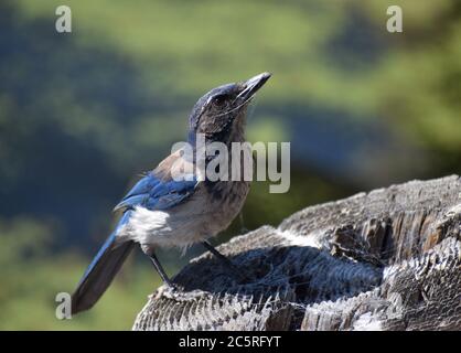 Un jay di scrub della California (Aphelocoma californica), con le reti del ragno sulla relativa faccia dopo la ricerca degli insetti nel nastro alla fine di un fencepost del woo Foto Stock