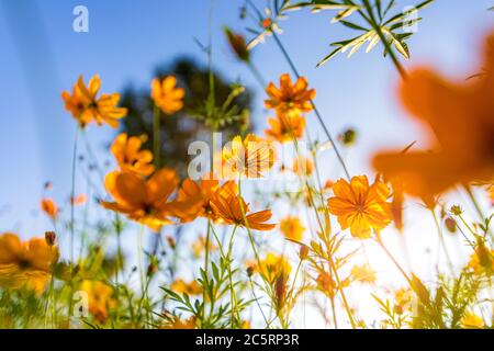 Un bel fiore di cosmo sotto il cielo blu. Foto Stock