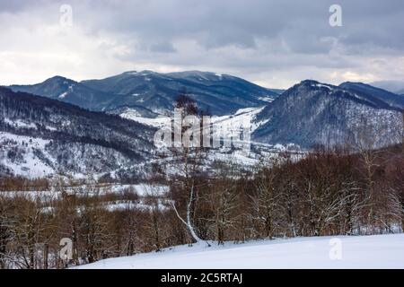 nuvoloso inverno mattina in montagna. albero su campo innevato. carpazi paesaggio rurale. villaggio nella valle lontana Foto Stock