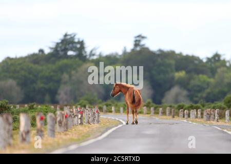 New Forest Pony su una strada vuota nel Parco Nazionale della New Forest. Foto Stock