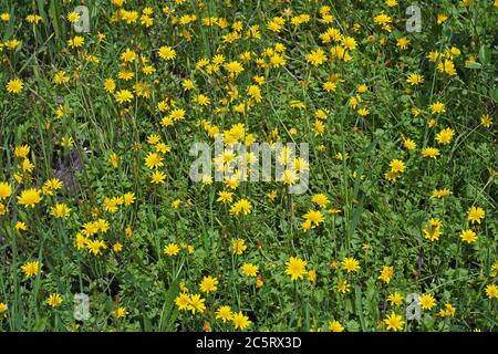 Margherita giallo in primavera fiore prato Foto Stock